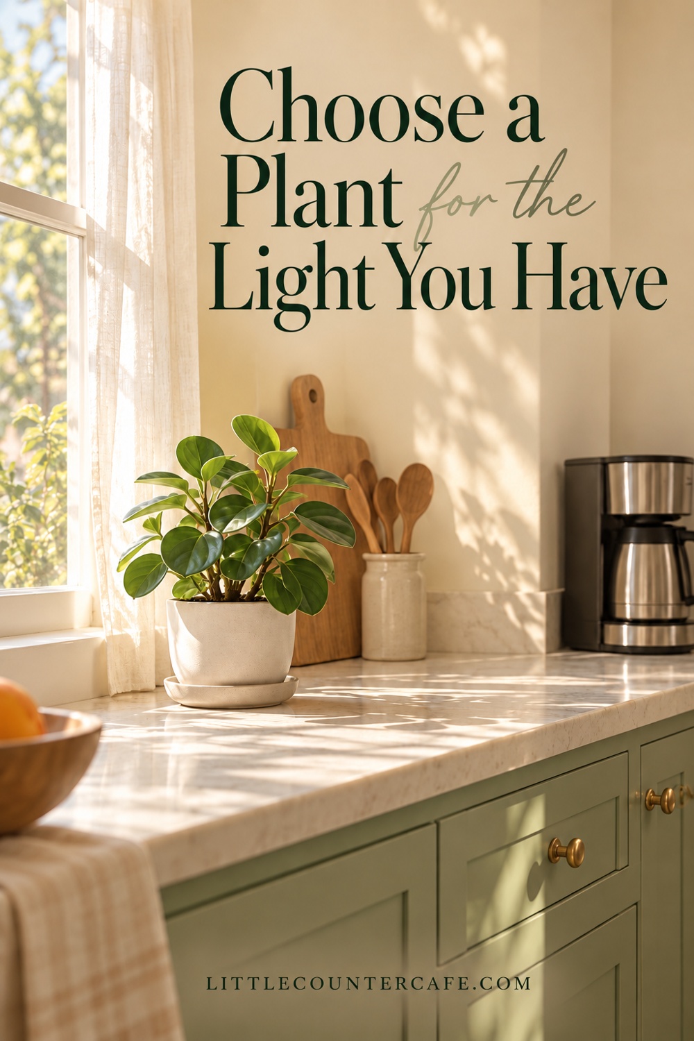 A compact plant near a sheer-curtained window and separate coffee maker.